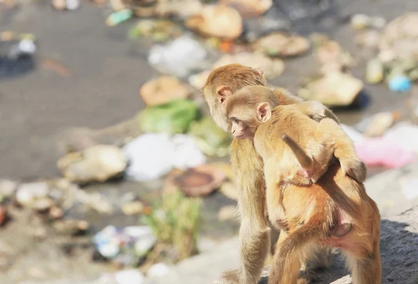 Monos adultos y bebés que buscan comida-templo Pashupatinath-Deopatan-Katmandú-Nepal. 0284 —  Fotos de Stock