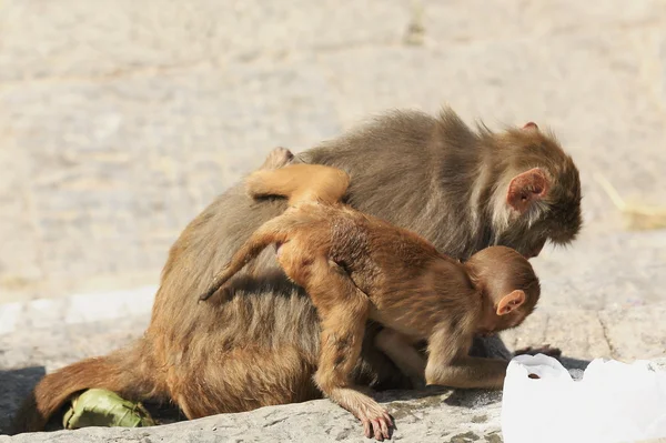 Mor og baby aper-macacus rhesus-Pashupatinat tempel. Deopatan-Katmandu-Nepal. 0285 – stockfoto