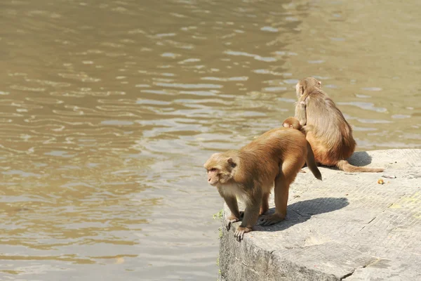 猴子-macacus 恒河猴-在帕斯帕提那寺-巴格马蒂河-deopatan--尼泊尔加德满都。0283 — 图库照片
