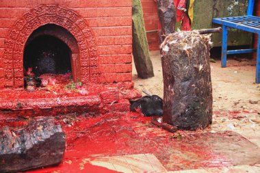 Goat.s kafa ve tüyleri güvercin. alan manakamana mandire-nepal kurban. 0331