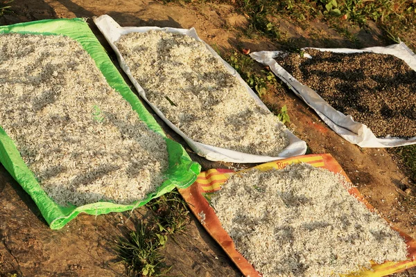 Rice drying on the floor. Bandipur-Nepal. 0359 — Stock Photo, Image