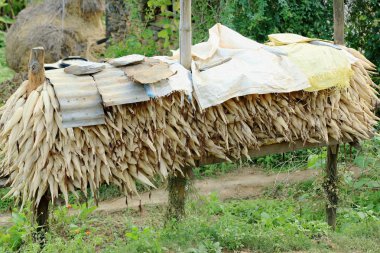 Corncobs yığını. Bandipur-Nepal. 0452