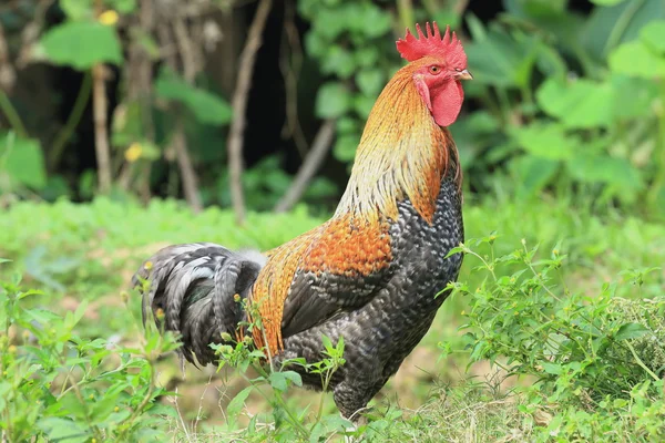 Grey and tawny rooster. Bandipur-Nepal. 0448 — Stock Photo, Image
