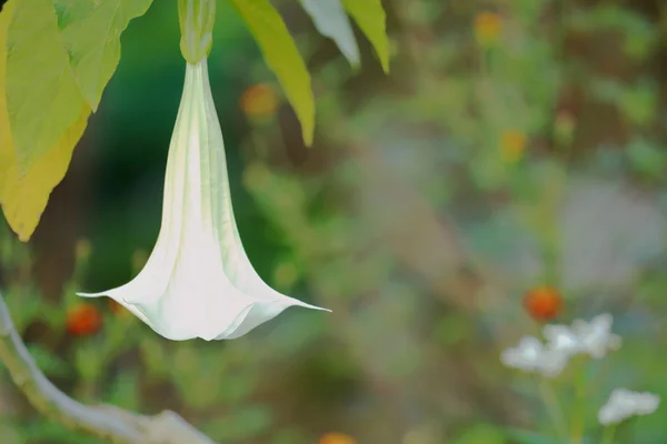 Fiore bianco appeso a Dhampus-Nepal. 0516 — Foto Stock
