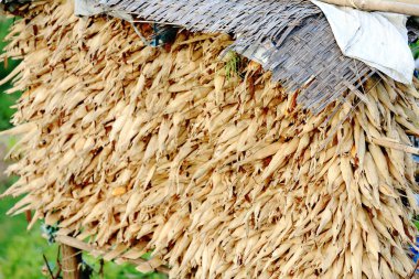 corncobs yığını. dhampus-nepal. 0517