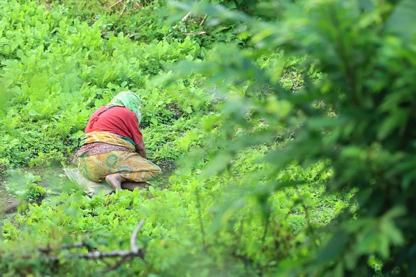 Mujer nepalí que trabaja en un huerto en Dhampus-Nepal. 0515 — Foto de Stock