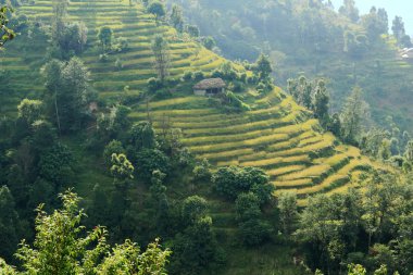 Teraslı pirinç tarlaları. Tolka-landruk-nepal. 0563