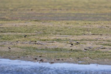 Dunlin-Calidris-Calidris alpina-wader kuşları Ria Formosa 'nın deniz buzlu çamur düzlüklerinde bu tür için bariyer adalar-kış arazileri araştırıyor ve yiyecek topluyor. Faro-Algarve-Portekiz.