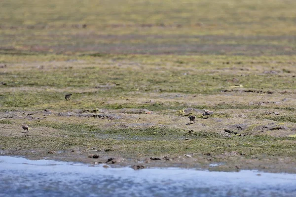 Dunlin Calidris Alpina Aves Zancudas Sondeando Recogiendo Busca Alimento Las — Foto de Stock