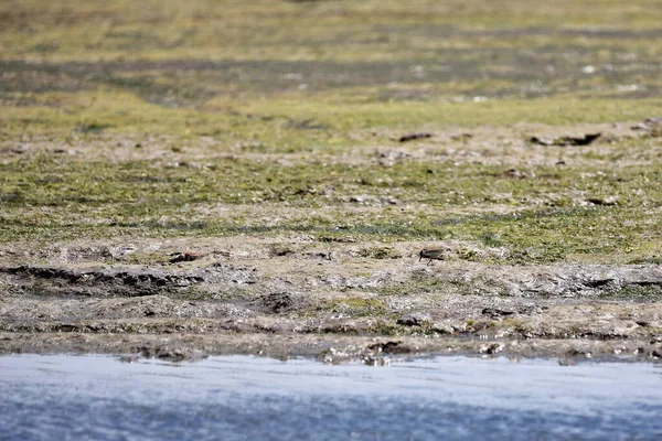 Dunlin Calidris Alpina Aves Zancudas Sondeando Recogiendo Busca Alimento Las — Foto de Stock