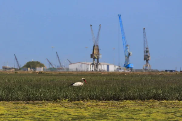 White Stork Mudflat Feeding Cordgrass Tussock Mashlands Ria Formosa Lagoon — Stock Photo, Image