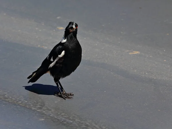 Die Australische Elster Oder Gymnorhina Tibicen Schwarz Weißer Singvogel Thront — Stockfoto