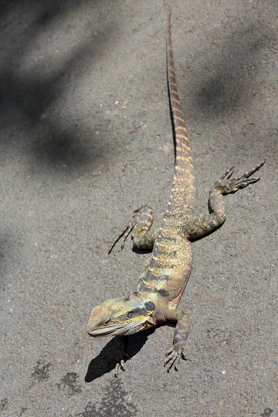 Australian Eastern Water Dragon Intellagama Lesueurii Lesueurii Basking Sun Asphalt — 스톡 사진