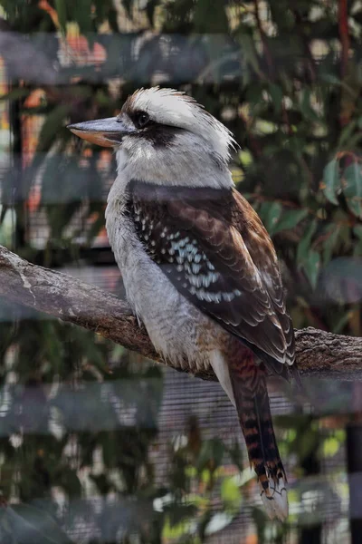 Laughing kookaburra bird perched inside a cage showing dark brown upperpart plumage-mottled light blue wing coverts-cream white underpart-rufous and blackish barred tail. Brisbane-Queensland-Australia.