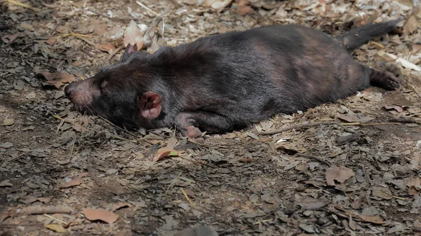 Tasmanian devil resting in the sun while sleeping on the leaf litter