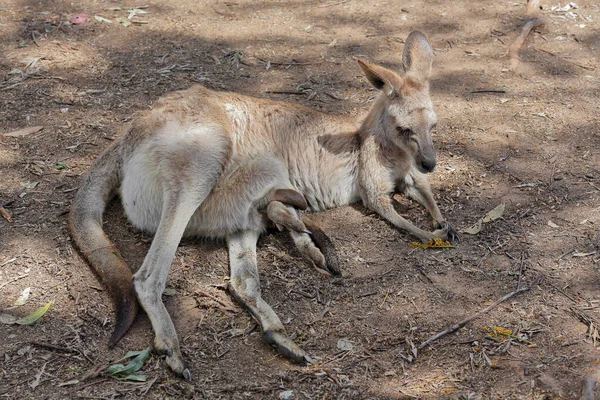 Female Eastern Grey Kangaroo Joey Pouch Hind Legs Sticking Out — Stok fotoğraf