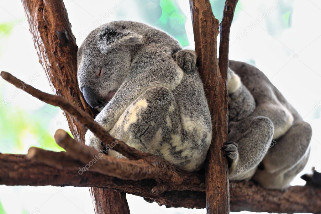 Group of three small gray fur koalas with yellowish belly sleeping after foraging while sitting on a rest place made of branches and branchlets of eucalyptus trees. Brisbane-Queensland-Australia.