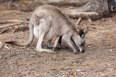 Doğu gri kanguru, Joey 'nin kesesi ve arka bacakları ile gölgeli bir bölgedeki yaprak çöpünün üzerinde yiyecek arıyor. Brisbane-Queensland-Avustralya.