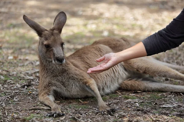 Male Eastern Gray Kangaroo Raised Long Ears Being Grain Fed — Fotografia de Stock