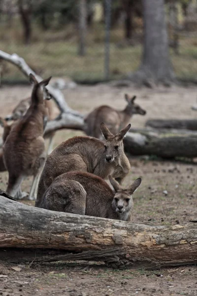Mob Mixed Red Eastern Gray Kangaroos Resting Lying Standing Arched — 图库照片