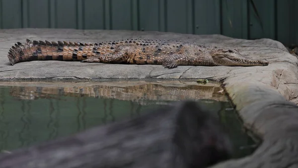 Australian Freshwater Johnstone Crocodile Freshie Basking Pond Long Slender Snout — Foto de Stock