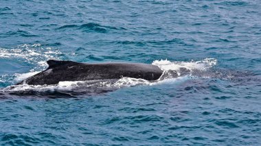 Southern humpback whale of the E1 stock -breeding range off eastern Australia and Tasmania- in the waters of Moreton Bay where they use to stay before migrating south. Brisbane-Queensland-Australia.