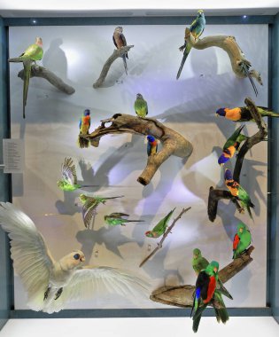 Repository of preserved scientific specimens of parrot-lorikeet-corella birds found in the Northern Territory numbered and displayed in a vertical sample drawer attached to the wall. Darwin-Australia.