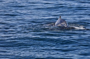 Southern humpback whale of the E1 stock -breeding range off eastern Australia and Tasmania- tail slapping in Moreton Bay where they use to stay before migrating south. Brisbane-Queensland-Australia.