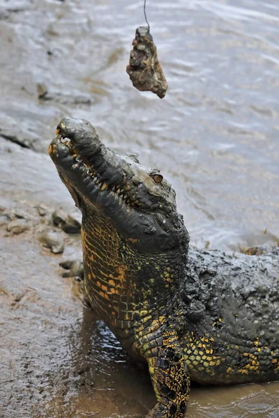 Large Saltwater Crocodile Ready Take Jump Out Muddy Water Its — Foto de Stock