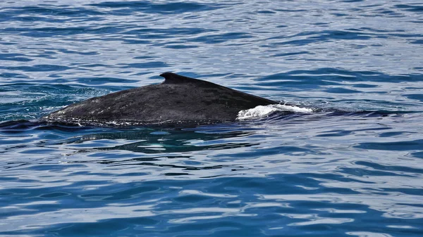 Southern Humpback Whale Stock Breeding Range Eastern Australia Tasmania Waters — Stok fotoğraf