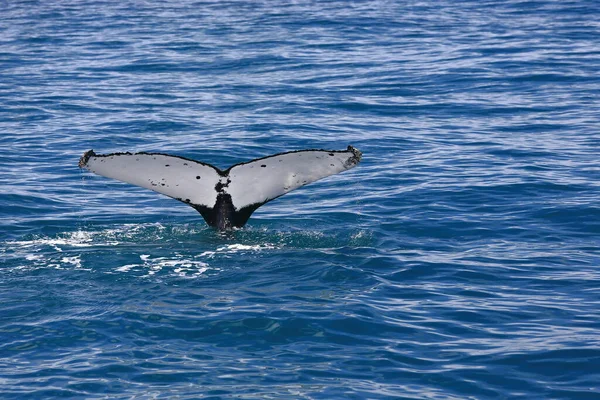 Southern Humpback Whale Stock Breeding Range Eastern Australia Tasmania Tail — Photo