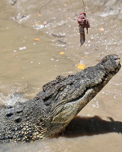 Large Saltwater Crocodile Ready Take Jump Out Muddy Water Its — Foto de Stock