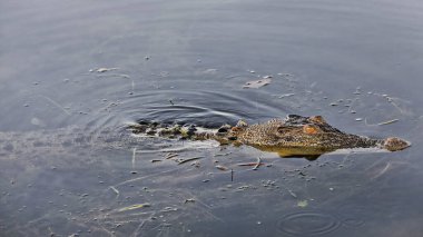 Sarı Ngurrunrudjba Billabong 'un durgun suyunda sinsi sinsi dolaşan dişi tuzlu su timsahı boynuzlu pullarla kaplı kafasını çıkartıyor. Kakadu Nali. Park-NT-Avustralya.