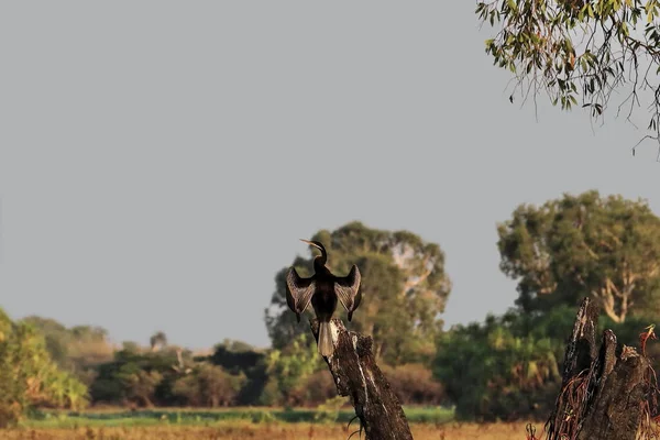 Австралийская Птица Высушивающая Свои Крылья Ранним Утром Села Мертвый Ствол — стоковое фото