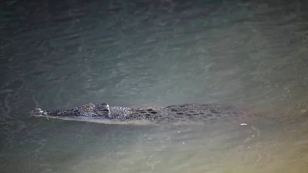 Female Saltwater Crocodile Prowl Still Water Yellow Water Ngurrungurrudjba Billabong — Stock Photo, Image