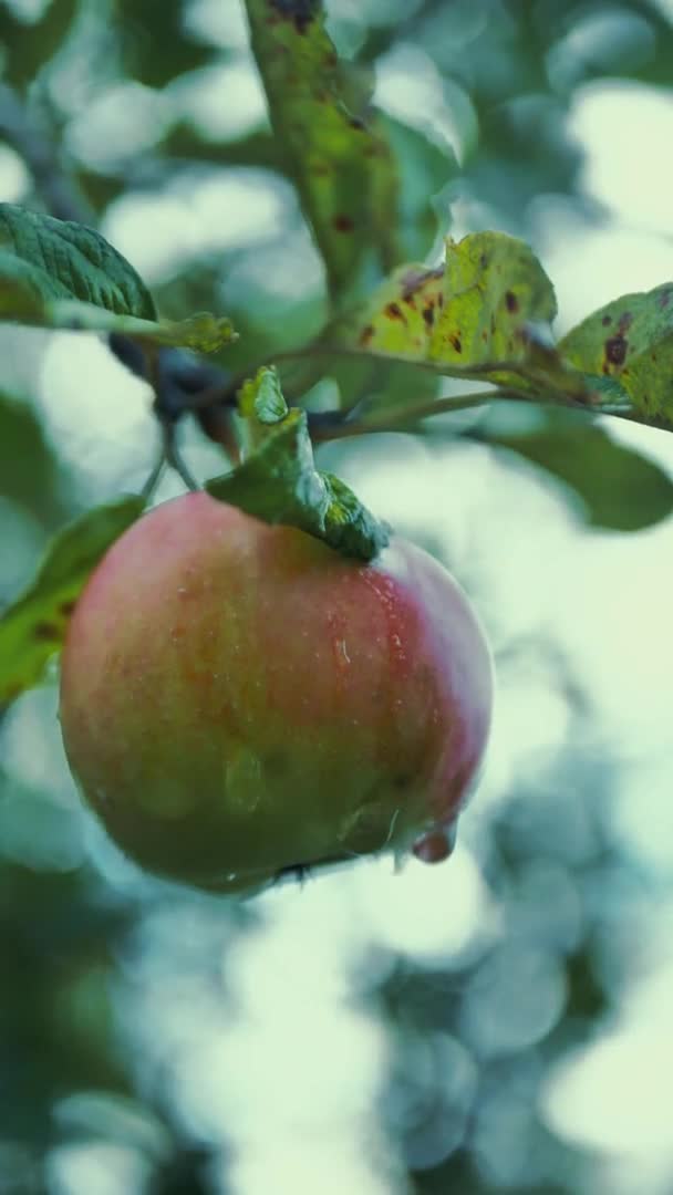 수직적 인 영상, 사과 나무의 푸른 잎을 배경으로 농장에서 붉은 사과를익 힙 니다. — 비디오