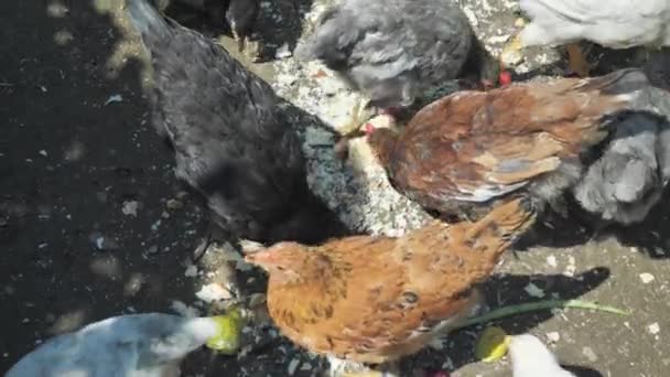 Számos tanyasi csirke eszik kenyeret vidéken. Gazdálkodás és kedvtelésből tartott állatok fogalma — Stock videók