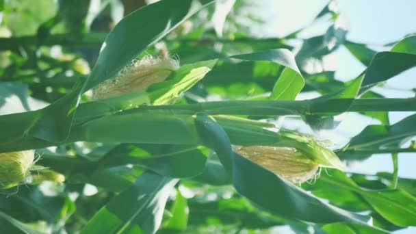 Кукурудзяне вухо на кукурудзяному стеблі. вертикальне відео — стокове відео