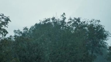 Arka planda yağmur, ormanda sağanak yağmur, yağmur damlaları, mevsim arkaplanı.