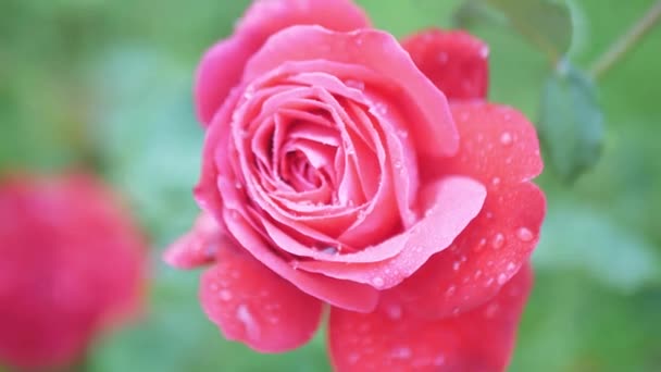 Gota de água caindo em uma rosa vermelha em câmera lenta um tiro de close-up — Vídeo de Stock
