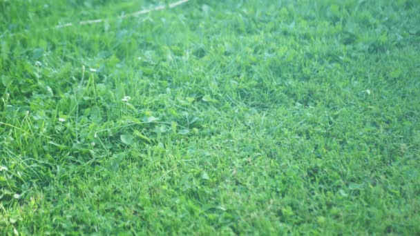 Närbild bild bild av En man klipper gräset i trädgården med en elektrisk gräsklippare. Långsamma rörelser — Stockvideo