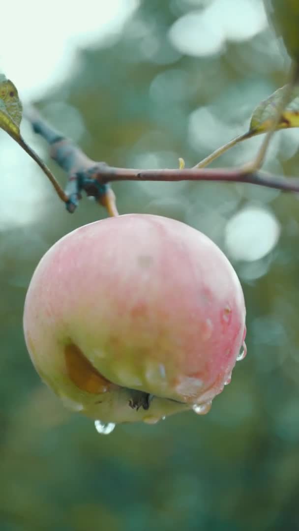 Manzana roja madura en plantación sobre fondo de follaje verde de manzanos, Vídeo vertical. — Vídeo de stock