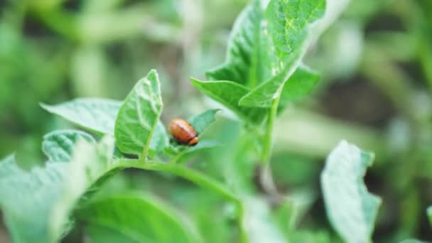 科罗拉多马铃薯甲虫幼虫吃幼薯叶 — 图库视频影像