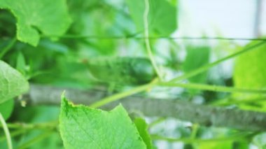 Salatalıklar bahçede yetişiyor, dikey video.