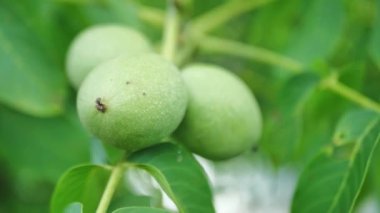 Bir ağaç dalında yeşil ceviz yakın