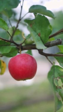 Yakın plan. Elmalar daldan koptu. Olgun Meyveler Ağaçta Büyür.