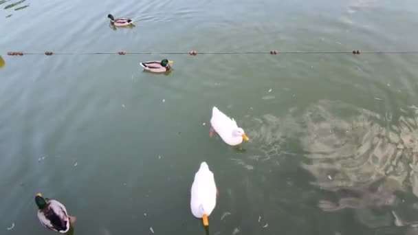 Pływanie z kaczką w jeziorze — Wideo stockowe