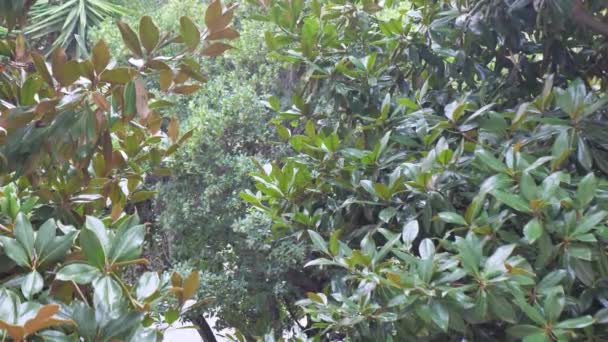 Regndroppar på löv. våta gröna blad täckta med sommarregn droppar — Stockvideo