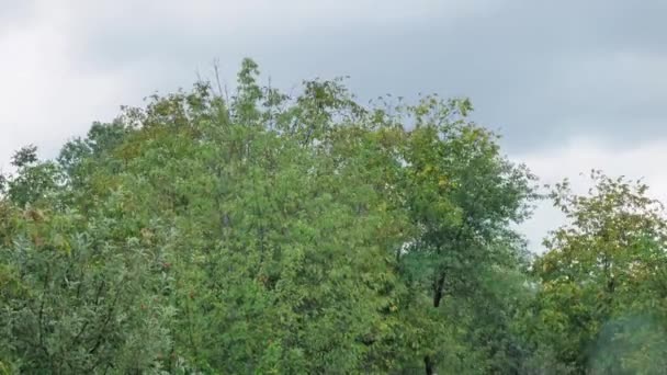 Проливной дождь с ветром и молнией на фоне деревьев — стоковое видео