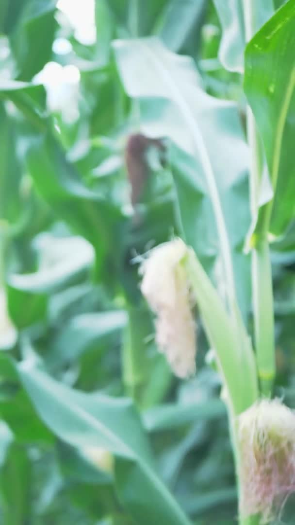 Genç mısırlar güneşli bir yaz gününde yakın planda bir tarlada yetişir. Organik tarım, ev çiftliği. dikey video — Stok video
